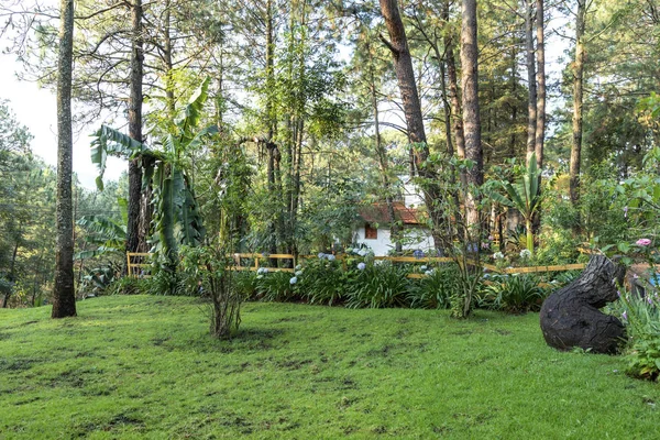 Schöner Grüner Wald Mazmitla Mexiko Berglandschaft — Stockfoto