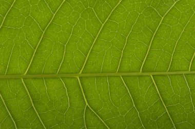 su damlası üzerinde mavi arka plan ile vahşi yaprak çiçek