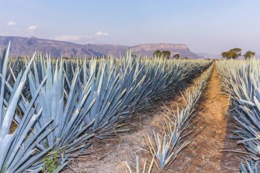 Agav tekila manzara Guadalajara, Jalisco, Meksika yakın.
