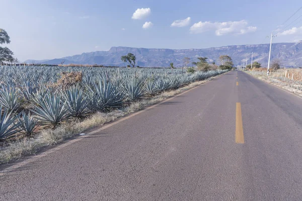 Agave Tequila Paesaggio Vicino Guadalajara Jalisco Messico — Foto Stock