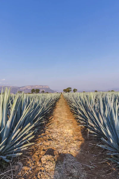 Agave Tequila Táj Közel Guadalajara Jalisco Mexikó — Stock Fotó
