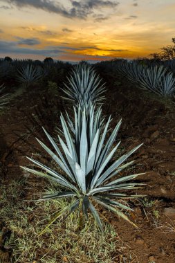 Bir tekila çiftliğin, Guadalajara, Meksika günbatımı manzara.