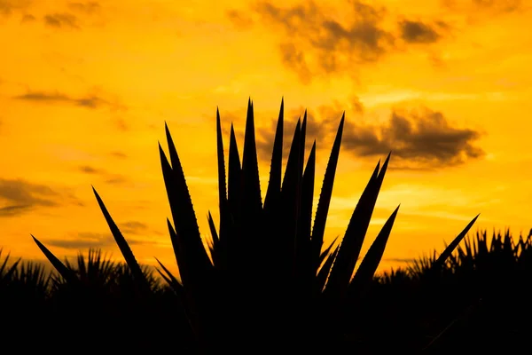 Solnedgång Landskap Tequila Plantage Guadalajara Mexiko — Stockfoto