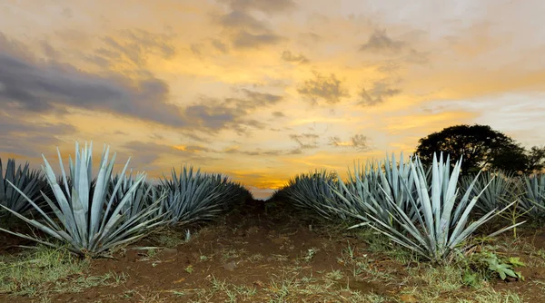 Zonsondergang Landschap Van Een Tequila Plantage Guadalajara Mexico — Stockfoto