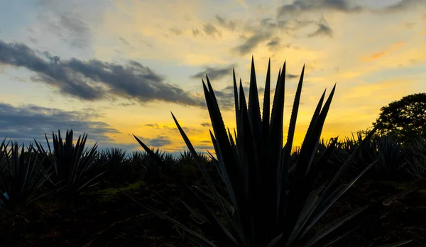 Sunset Landscape Tequila Plantation Guadalajara Mexico — Stock Photo, Image