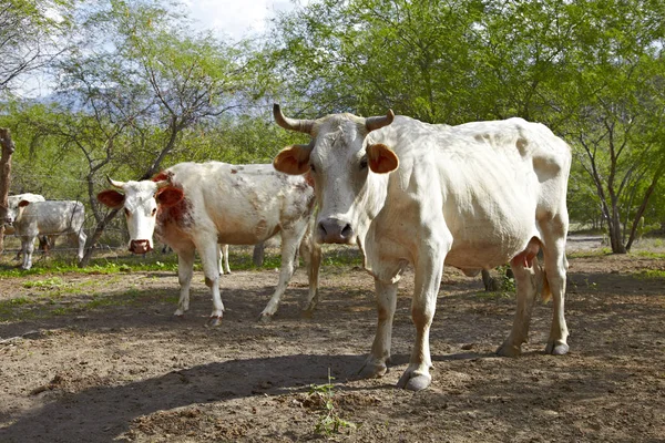 Nahaufnahme Einer Weißen Und Braunen Charolais Kuh Hinter Stacheldraht — Stockfoto