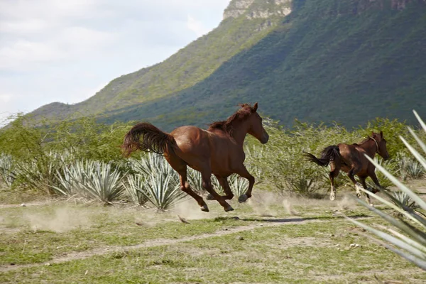 Springande Häst Äng — Stockfoto