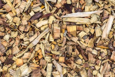 pines farklı türde ince ahşap doku