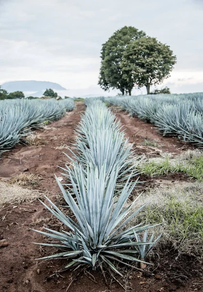 Agave tequila landschap — Stockfoto