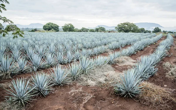Tequila agave Landscape — Stock Photo, Image