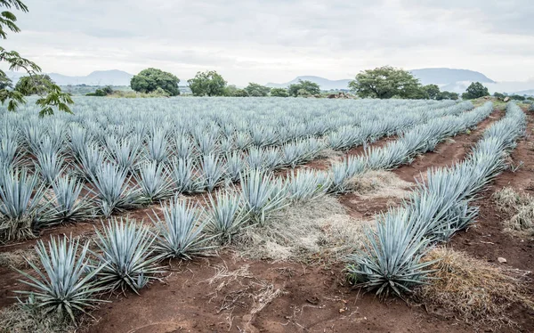 Tequila Agave Paisaje —  Fotos de Stock