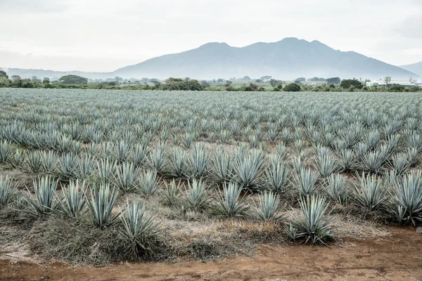 Tequila Agave Paesaggio — Foto Stock