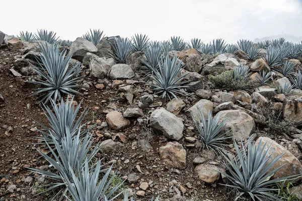 Agave Tequila Landscape Guadalajara Jalisco México — Foto de Stock