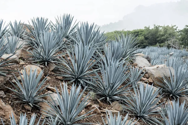 Agave Tequila Landschap Buurt Van Guadalajara Jalisco Mexico — Stockfoto