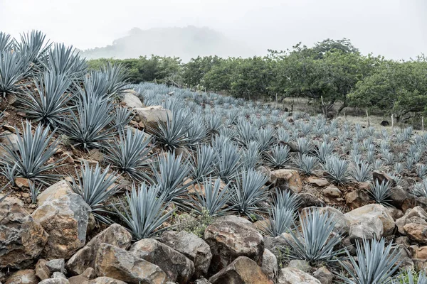 Agave Tequila Landschap Buurt Van Guadalajara Jalisco Mexico — Stockfoto