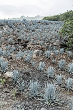 Agav tekila manzara Guadalajara, Jalisco, Meksika yakın.