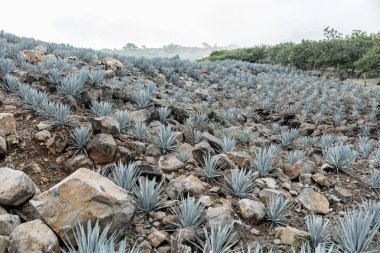 Agav tekila manzara Guadalajara, Jalisco, Meksika yakın.