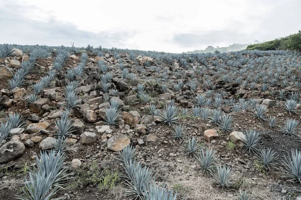 Agave Tequila Landscape Guadalajara Jalisco México — Foto de Stock