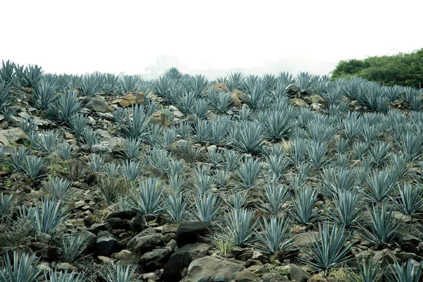 Agave Tequila Landschap Naar Guadalajara Jalisco Mexico — Stockfoto