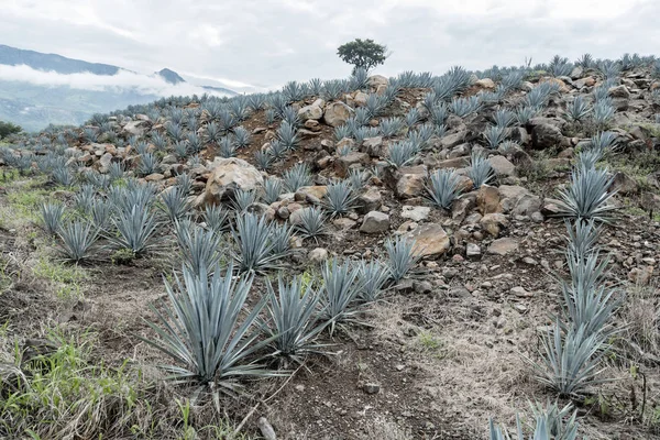 Agave Tequila Landskap Nära Guadalajara Jalisco Mexiko — Stockfoto