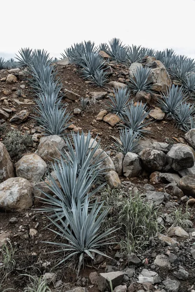 Agave Tequila Paesaggio Vicino Guadalajara Jalisco Messico — Foto Stock