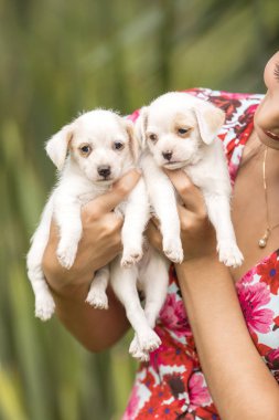 Genç kadının iki küçük yavru taşıyan eller
