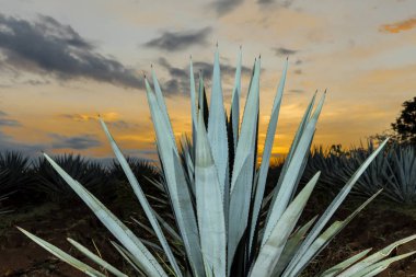 Bir tekila çiftliğin, Guadalajara, Meksika günbatımı manzara.