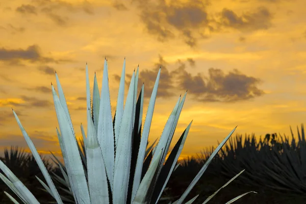 Zonsondergang Landschap Van Een Tequila Plantage Guadalajara Mexico — Stockfoto