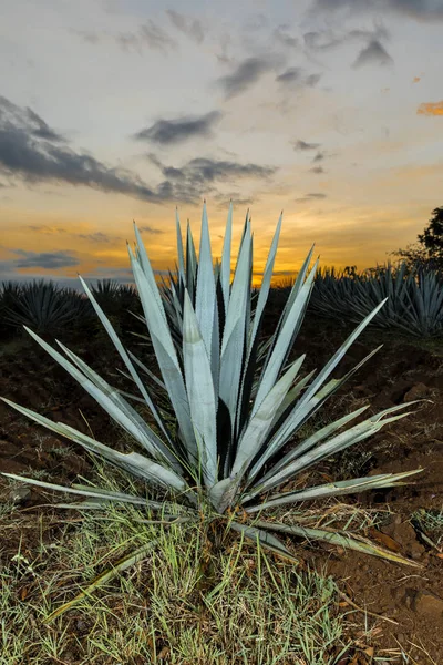 Sonnenuntergangslandschaft Einer Tequila Plantage Guadalajara Mexiko — Stockfoto