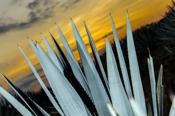 Atardecer Paisaje Una Plantación Tequila Guadalajara México — Foto de Stock