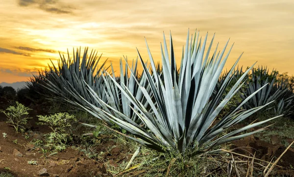 Tramonto Paesaggio Una Piantagione Tequila Guadalajara Messico — Foto Stock
