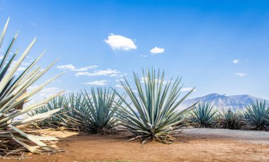 Tekila üretmek için agave bitkilerinin ekimi