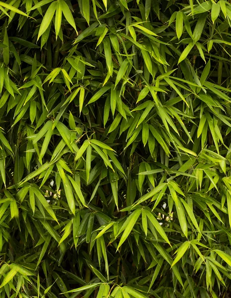 Yaprak Yeşil Bambu Doku Detay Açık Havada — Stok fotoğraf