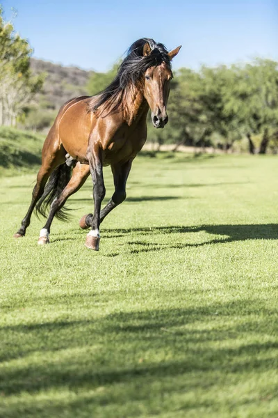 Caballo Salvaje Raza Pura Corriendo Libre Campo —  Fotos de Stock