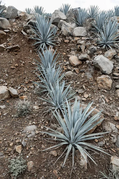 Agave Tequila Landschap Buurt Van Guadalajara Jalisco Mexico — Stockfoto