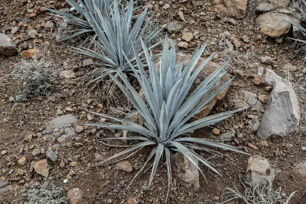 Agave Tequila Landschap Buurt Van Guadalajara Jalisco Mexico — Stockfoto