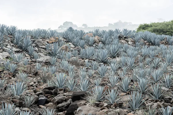 Agave Tequila Landschap Buurt Van Guadalajara Jalisco Mexico — Stockfoto