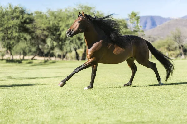 Thoroughbred Wild Horse Running Free Field — Stock Photo, Image