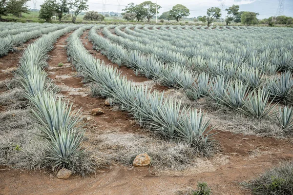 グアダラハラ ハリスコ州 メキシコに近いリュウゼツラン テキーラの景観 — ストック写真