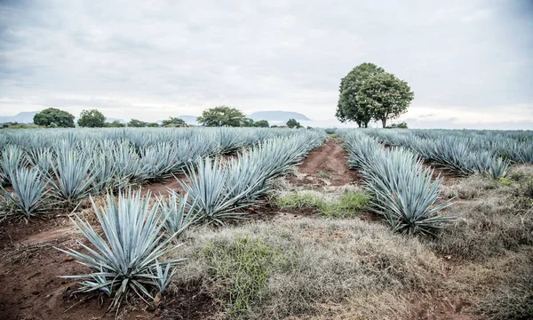 Agave Tequila Paesaggio Vicino Guadalajara Jalisco Messico — Foto Stock