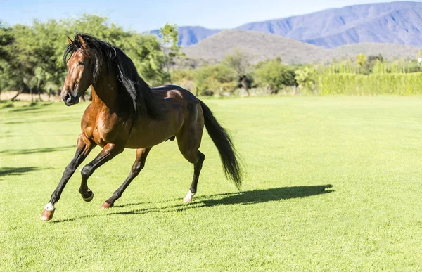 Καθαρόαιμο Άγριο Άλογο Τρέχει Ελεύθερο Στον Τομέα — Φωτογραφία Αρχείου