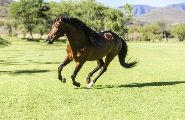 Cavalo Selvagem Puro Correndo Livre Campo — Fotografia de Stock