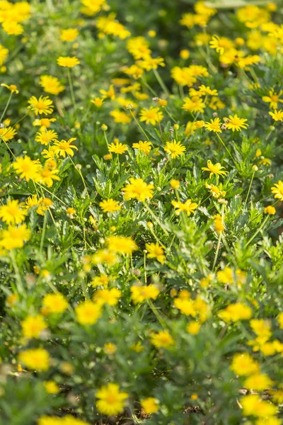 Vackra Blommor Utomhus — Stockfoto