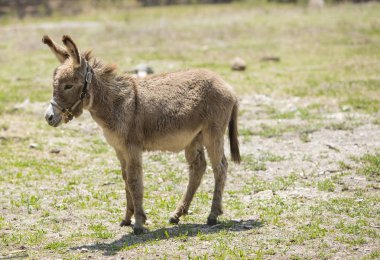 Savana börek Doğum sahnesi yol gidiyor