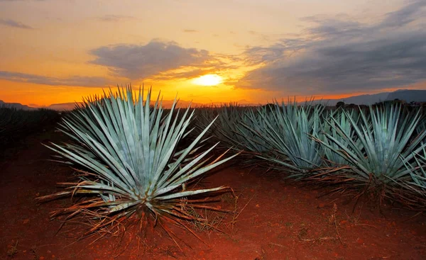 Landscape Planting Agave Plants Produce Tequila — Stock Photo, Image