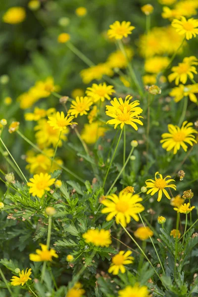 Vackra Blommor Utomhus — Stockfoto