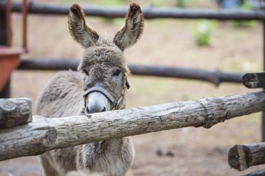 Savana börek Doğum sahnesi yol gidiyor