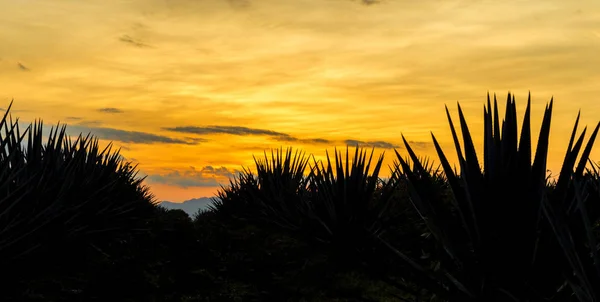 Západ Slunce Krajina Tequilu Plantáže Guadalajara Mexiko — Stock fotografie