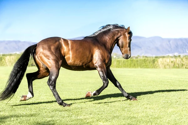 Volbloed Wild Paard Gratis Actief Het Gebied — Stockfoto