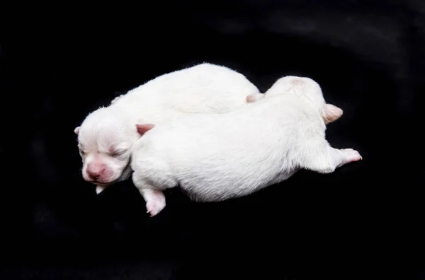 Dois Pequenos Filhotes Cachorro Chihuahua Dormindo Fundo Preto — Fotografia de Stock